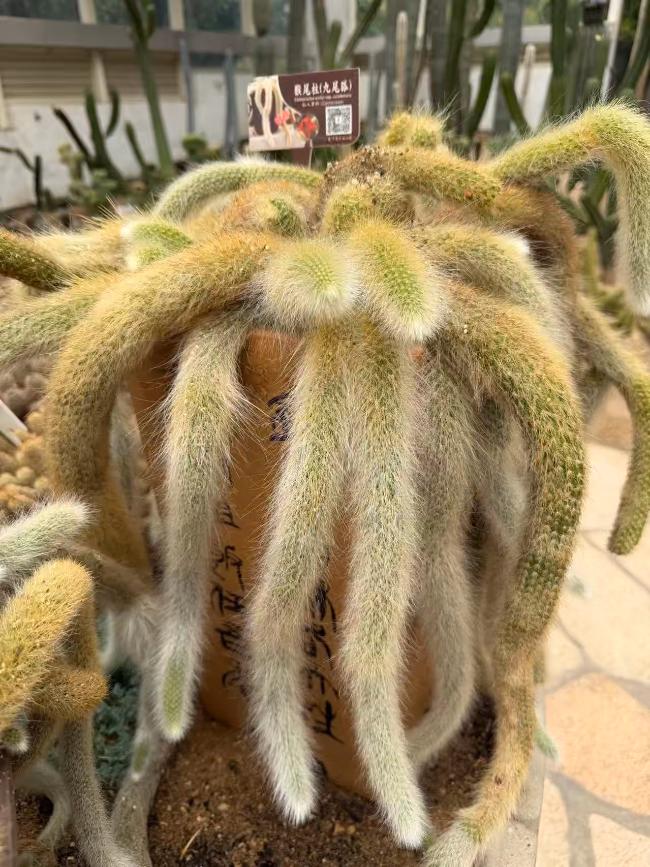 植物园-多肉区-5