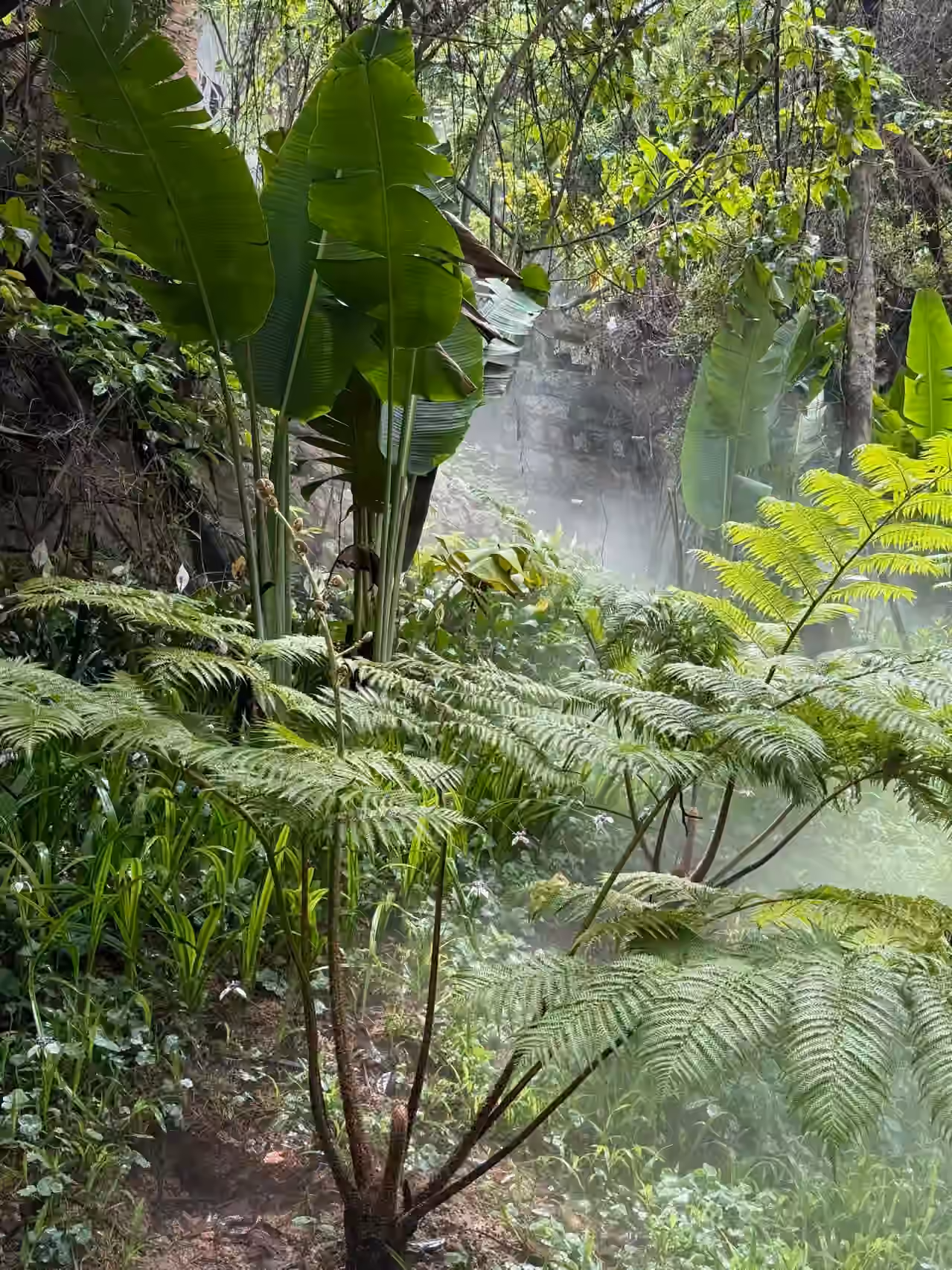 植物园-雨林区-8