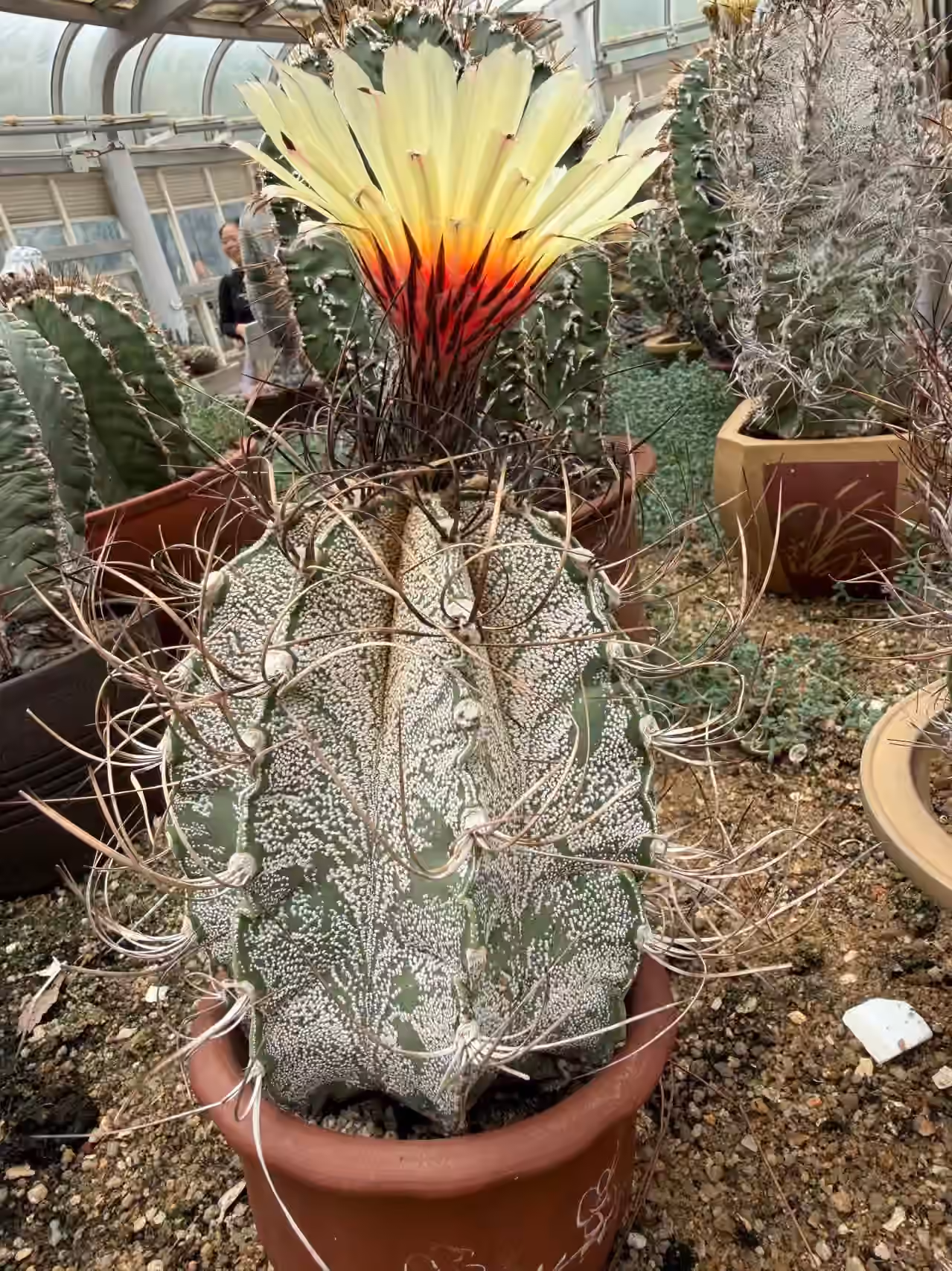 植物园-多肉区-3