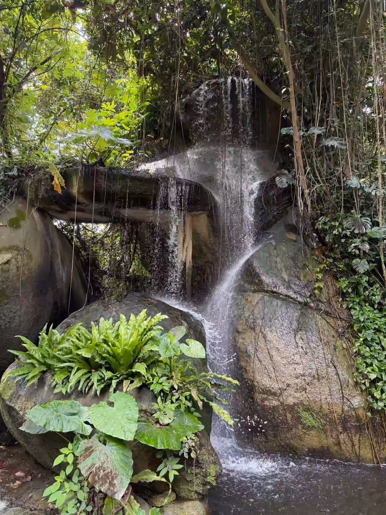 植物园-雨林区-5