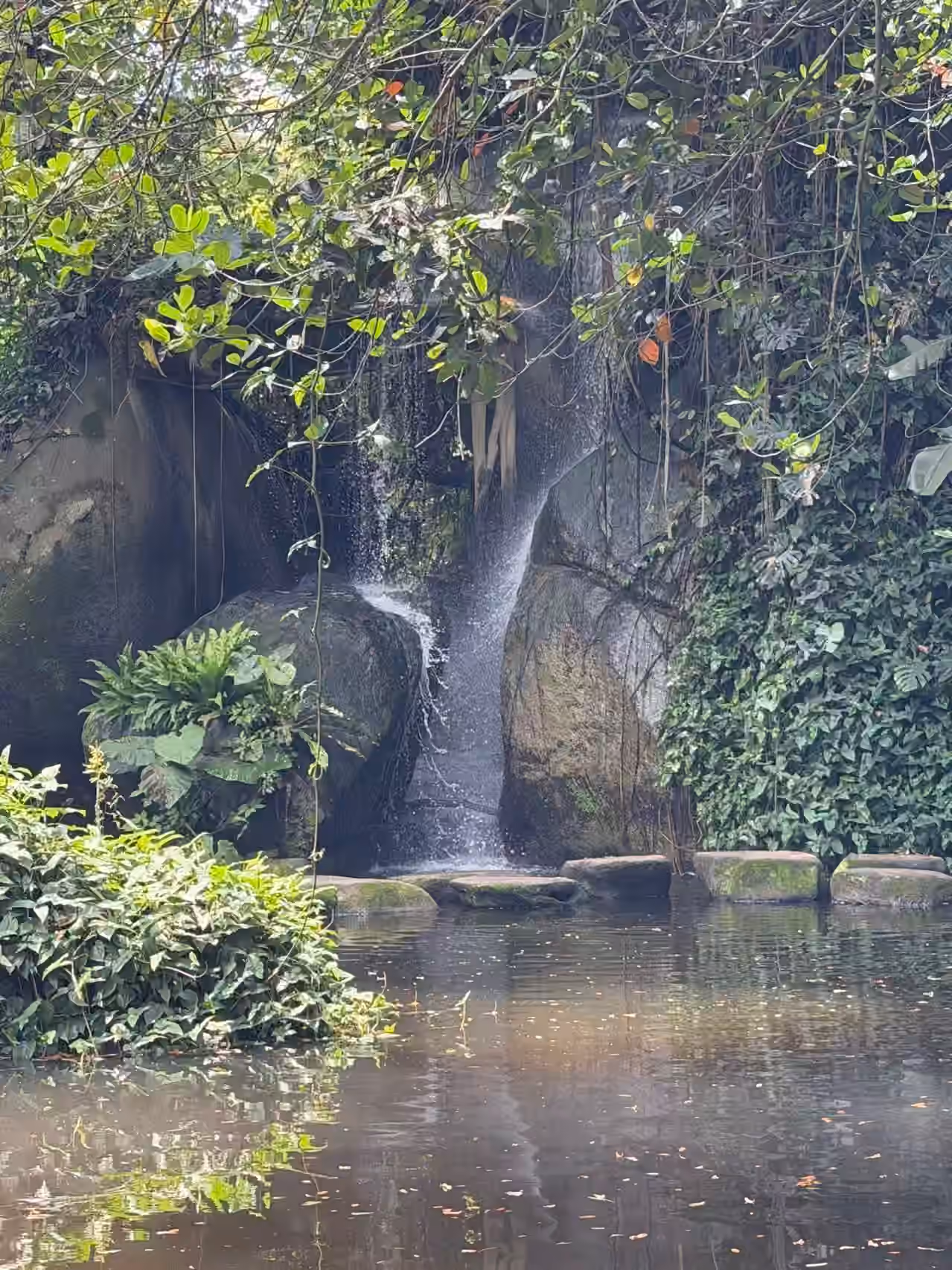 植物园-雨林区-2