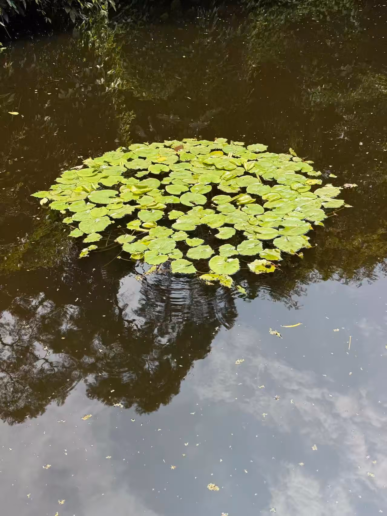 植物园-雨林区-7