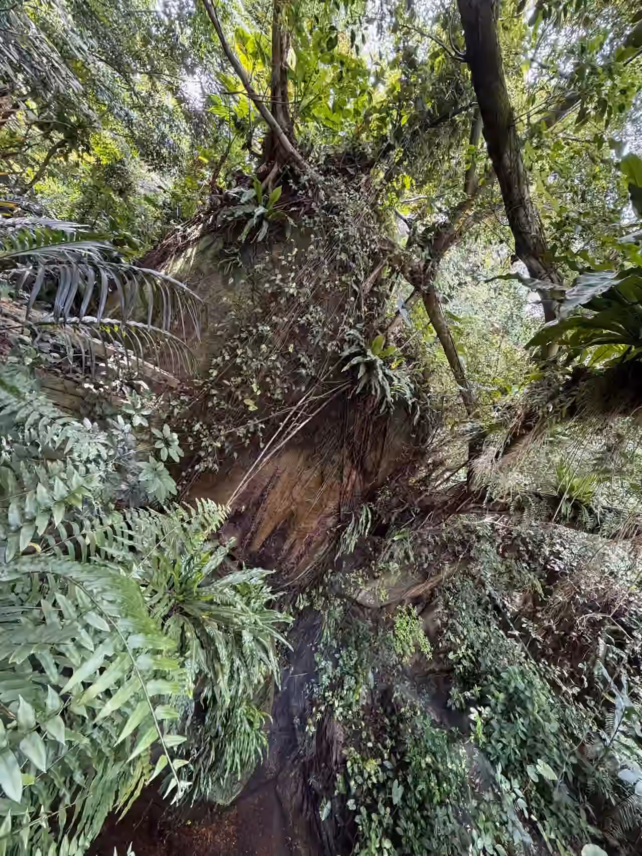 植物园-雨林区-1