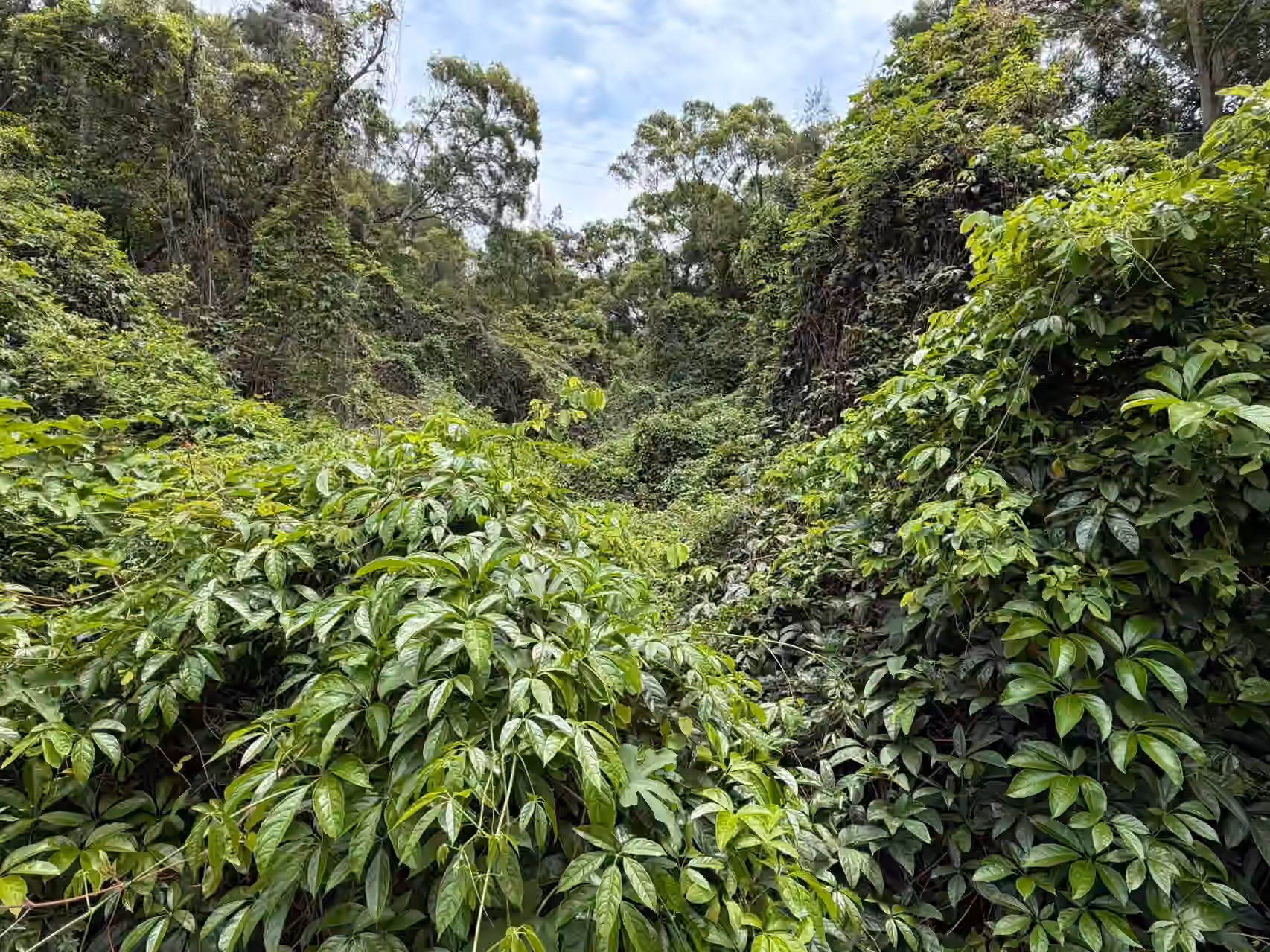 植物园-其它-4